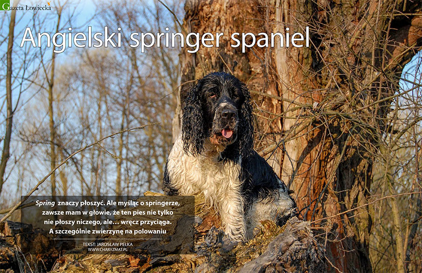 Angielski springer spaniel
