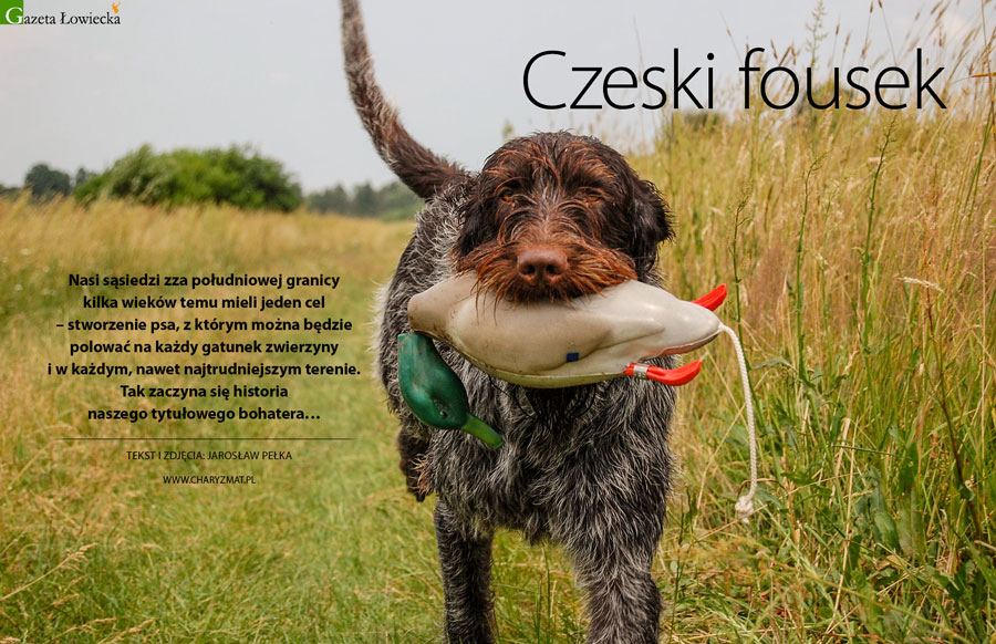 Czeski Fousek – Towarzysz z południa