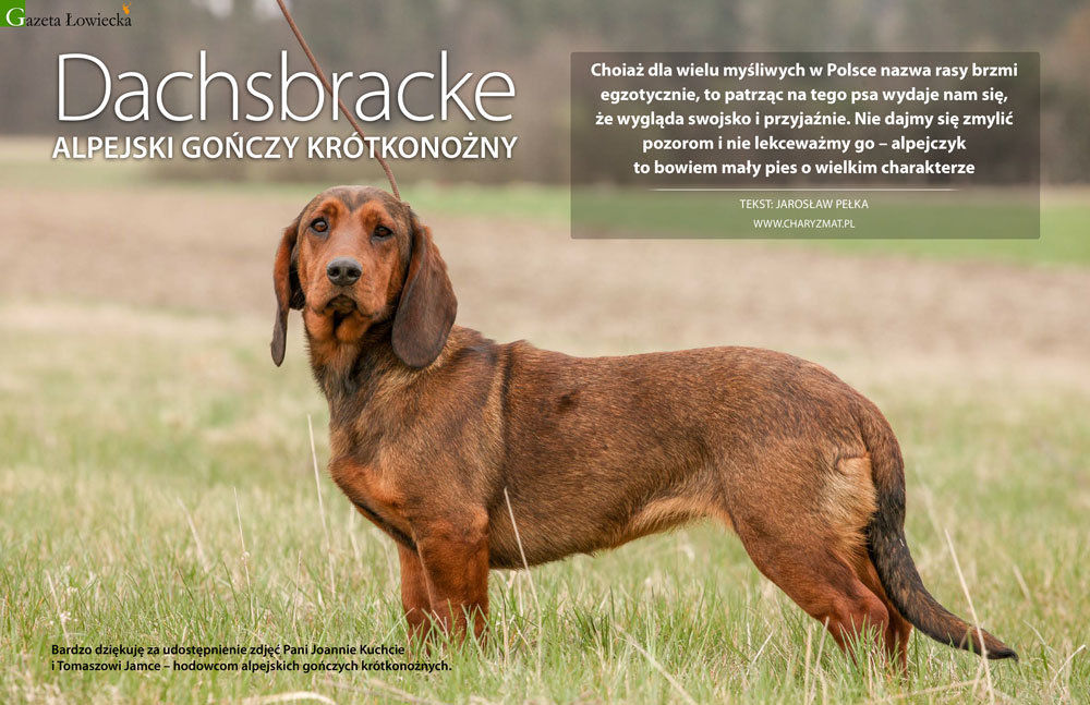 Dachsbracke – Alpejski Gończy Krótkonożny