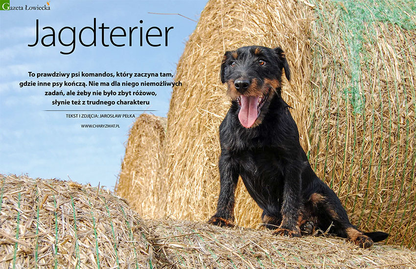 Jagdterier