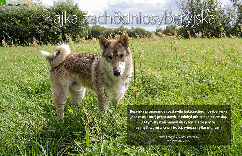 Łajka zachodniosyberyjska