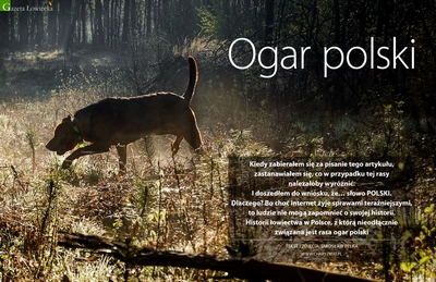Ogar Polski – Czworonożny Rycerz Św. Huberta