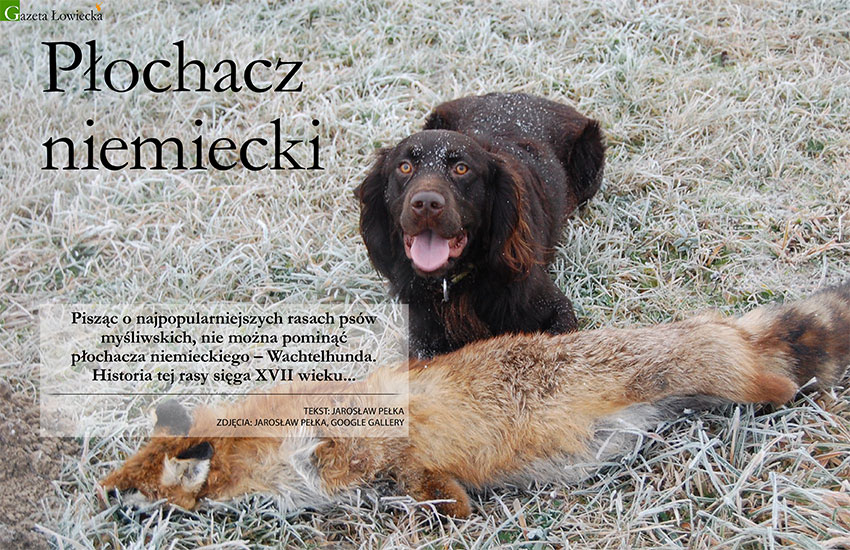 Płochacz niemiecki