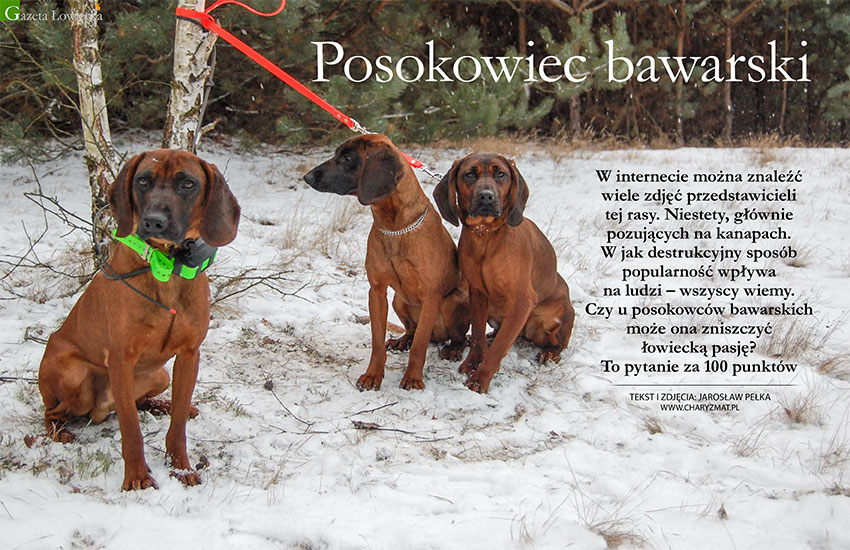 Posokowiec bawarski