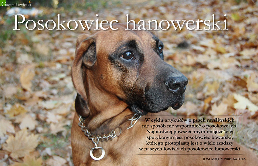 Posokowiec hanowerski