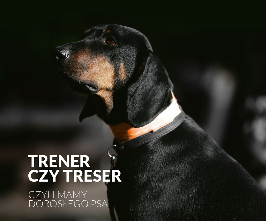 Trener czy treser – czyli mamy dorosłego psa.