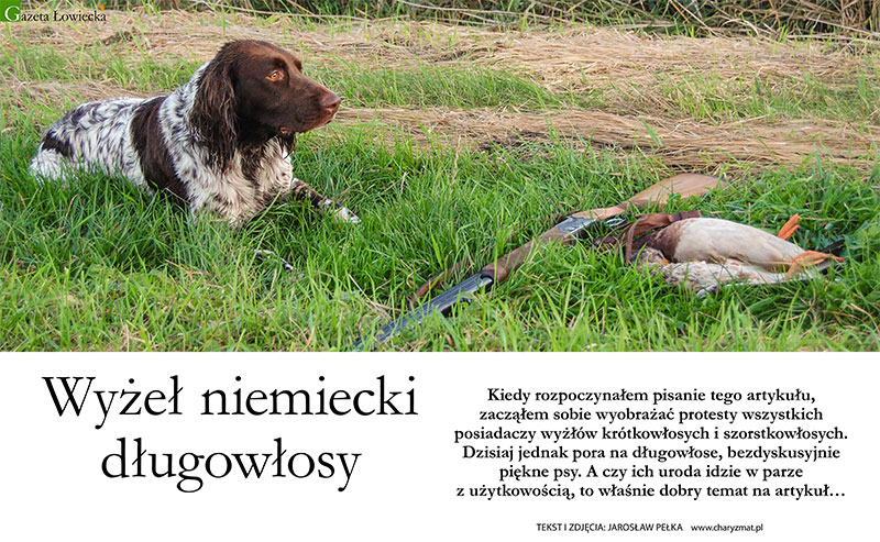 Wyżeł niemiecki długowłosy