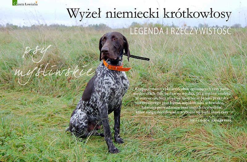 Wyżeł niemiecki krótkowłosy – legenda i rzeczywistość