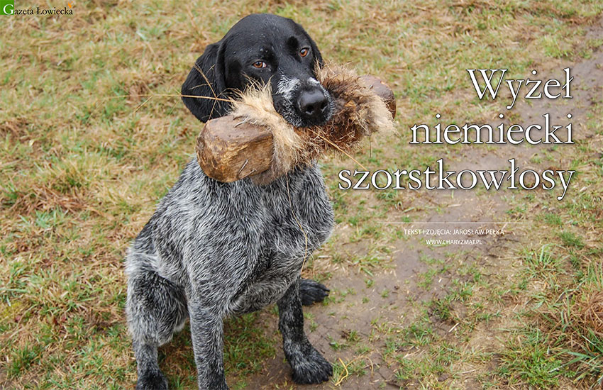Wyżeł niemiecki szorstkowłosy