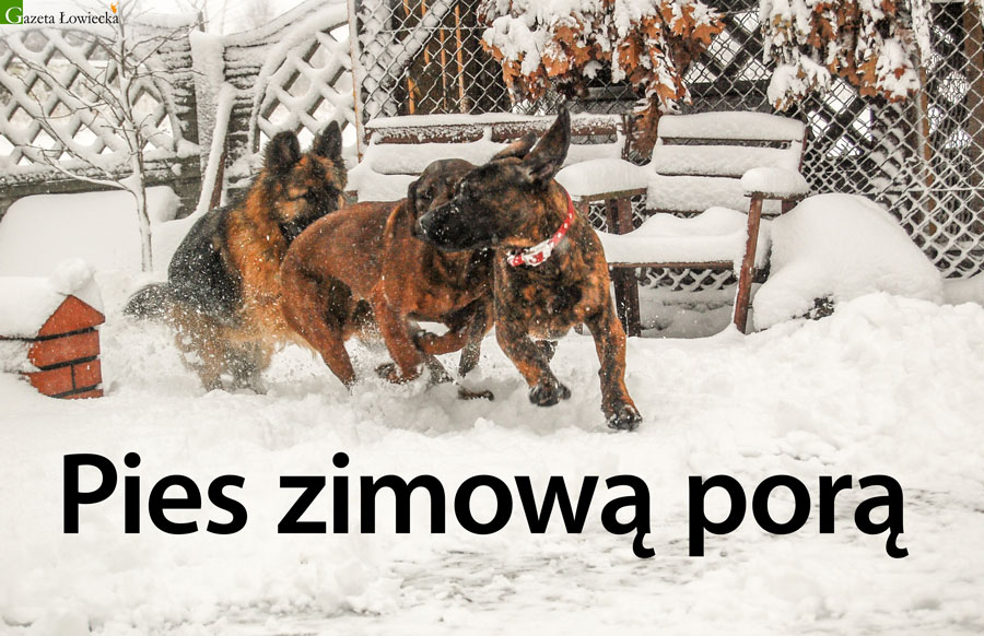 Pies zimową porą